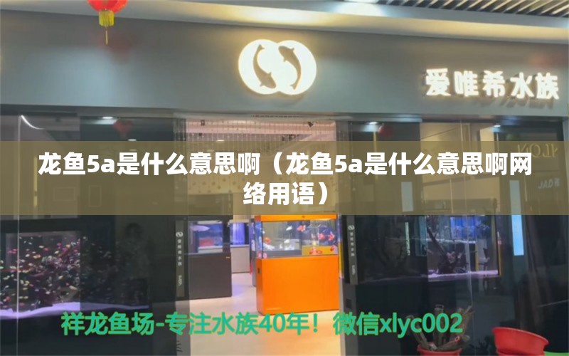 龙鱼5a是什么意思啊（龙鱼5a是什么意思啊网络用语）