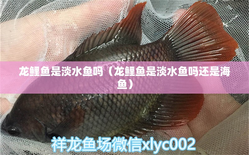 龙鲤鱼是淡水鱼吗（龙鲤鱼是淡水鱼吗还是海鱼） 广州龙鱼批发市场