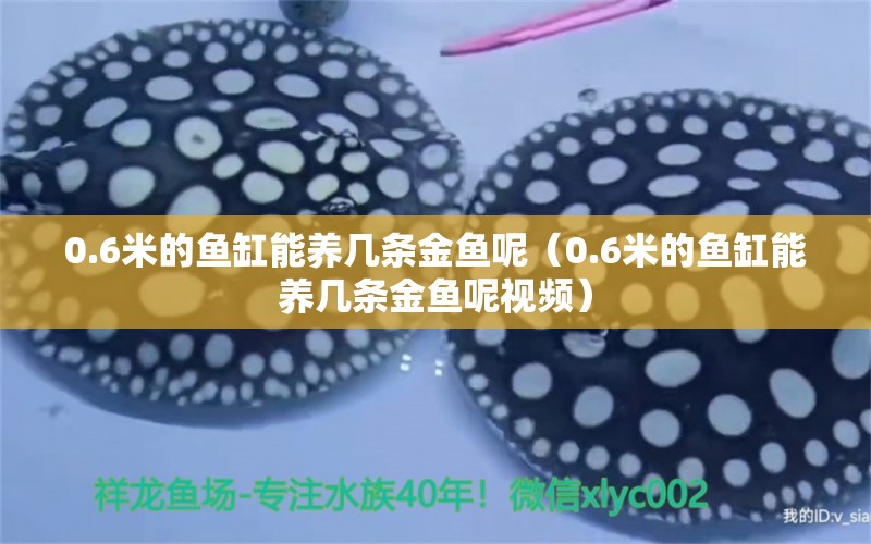 0.6米的鱼缸能养几条金鱼呢（0.6米的鱼缸能养几条金鱼呢视频） 鱼缸百科