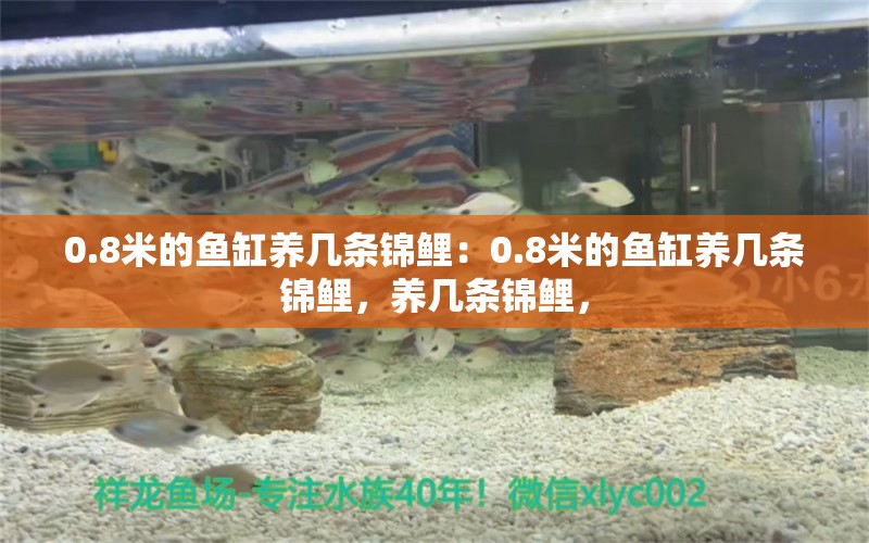 0.8米的鱼缸养几条锦鲤：0.8米的鱼缸养几条锦鲤，养几条锦鲤，