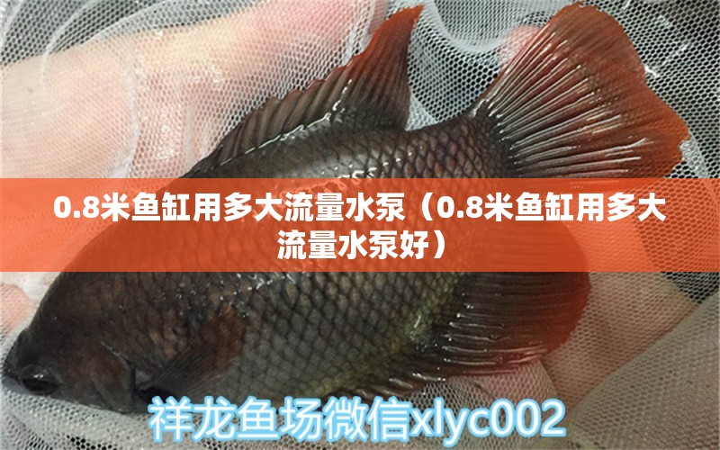 0.8米鱼缸用多大流量水泵（0.8米鱼缸用多大流量水泵好）