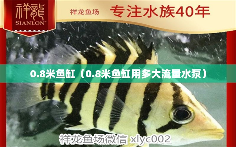 0.8米鱼缸（0.8米鱼缸用多大流量水泵）