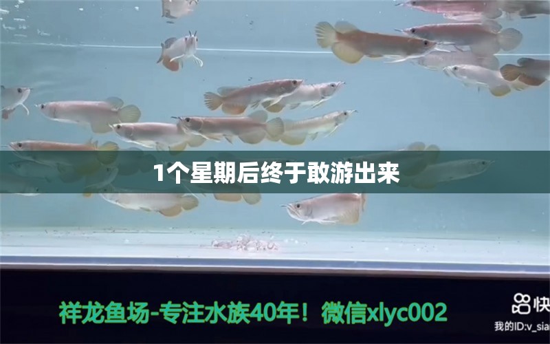 1个星期后终于敢游出来 龙鱼百科 第2张