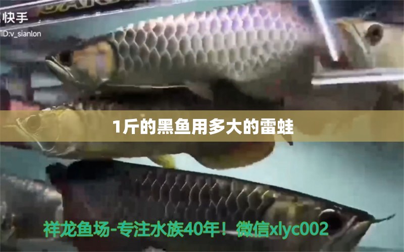 1斤的黑鱼用多大的雷蛙 祥龙水族医院 第2张