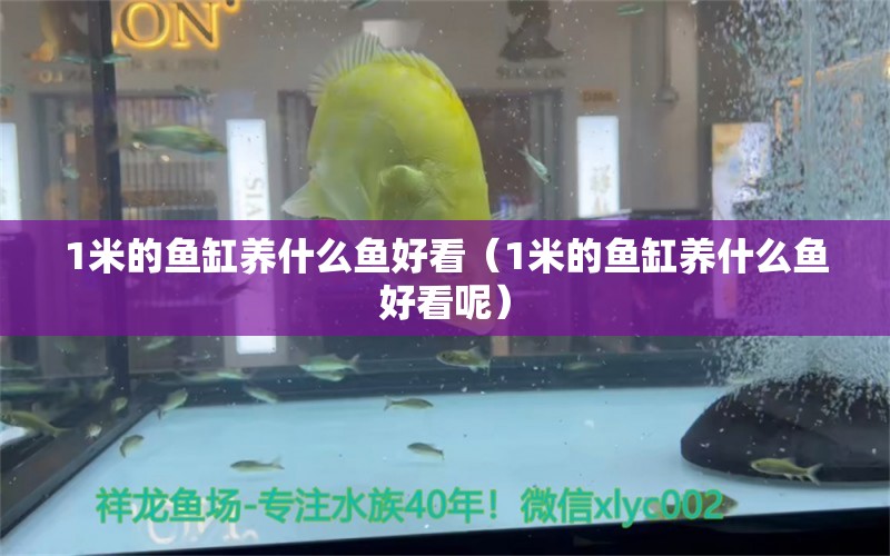 1米的鱼缸养什么鱼好看（1米的鱼缸养什么鱼好看呢）