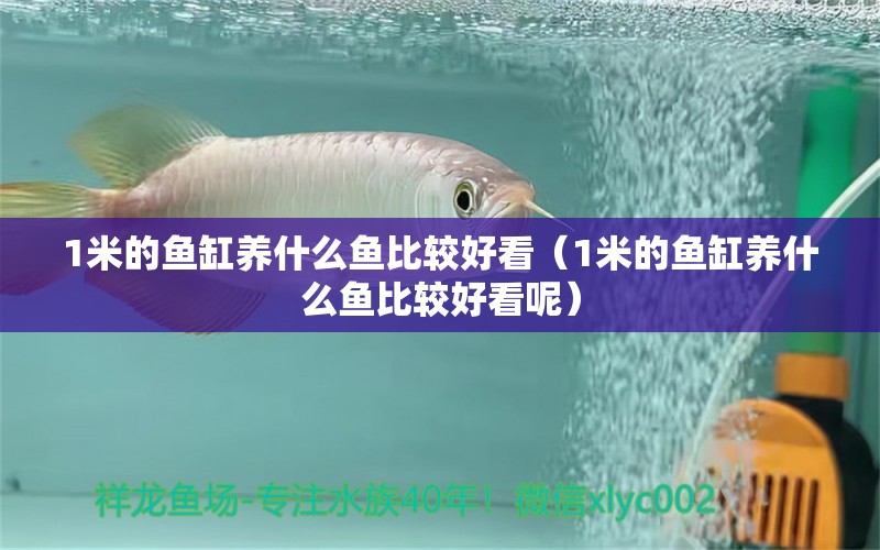 1米的鱼缸养什么鱼比较好看（1米的鱼缸养什么鱼比较好看呢）