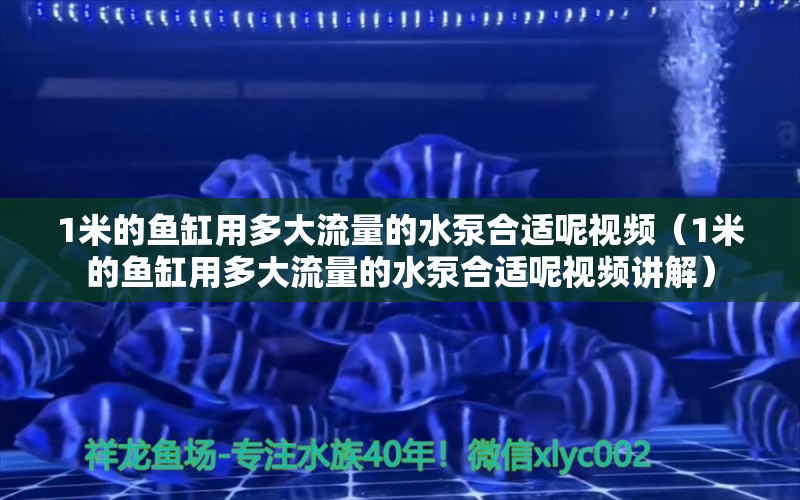 1米的鱼缸用多大流量的水泵合适呢视频（1米的鱼缸用多大流量的水泵合适呢视频讲解）