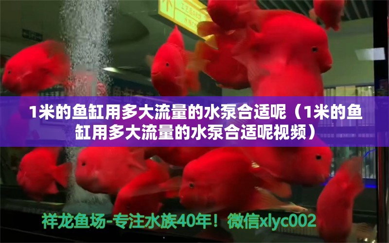 1米的鱼缸用多大流量的水泵合适呢（1米的鱼缸用多大流量的水泵合适呢视频）