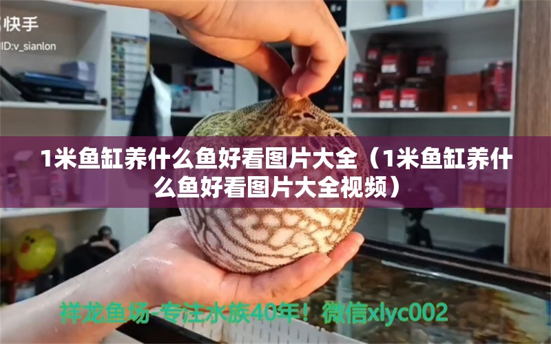 1米鱼缸养什么鱼好看图片大全（1米鱼缸养什么鱼好看图片大全视频）