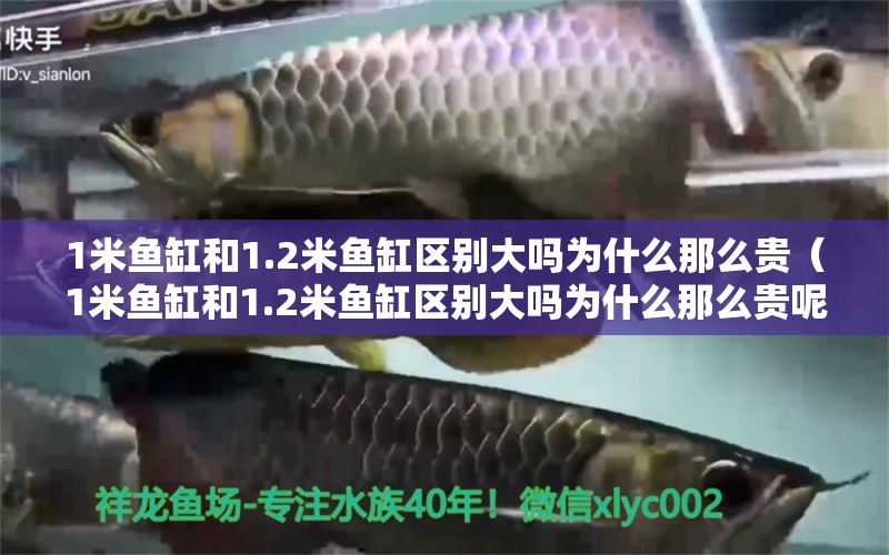 1米鱼缸和1.2米鱼缸区别大吗为什么那么贵（1米鱼缸和1.2米鱼缸区别大吗为什么那么贵呢） 鱼缸百科