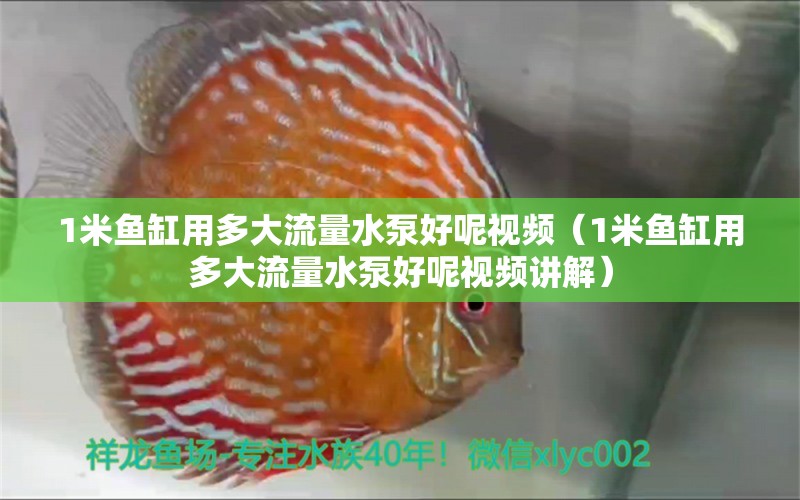 1米鱼缸用多大流量水泵好呢视频（1米鱼缸用多大流量水泵好呢视频讲解） 鱼缸百科