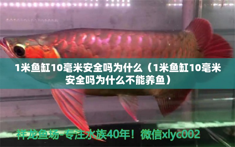 1米鱼缸10毫米安全吗为什么（1米鱼缸10毫米安全吗为什么不能养鱼） 鱼缸百科