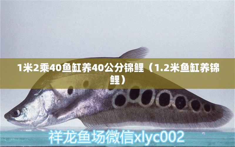 1米2乘40鱼缸养40公分锦鲤（1.2米鱼缸养锦鲤） 鱼缸百科