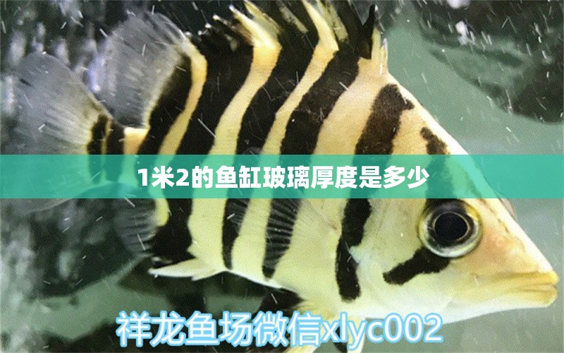 1米2的鱼缸玻璃厚度是多少 水族问答 第1张