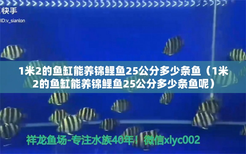 1米2的鱼缸能养锦鲤鱼25公分多少条鱼（1米2的鱼缸能养锦鲤鱼25公分多少条鱼呢） 鱼缸百科