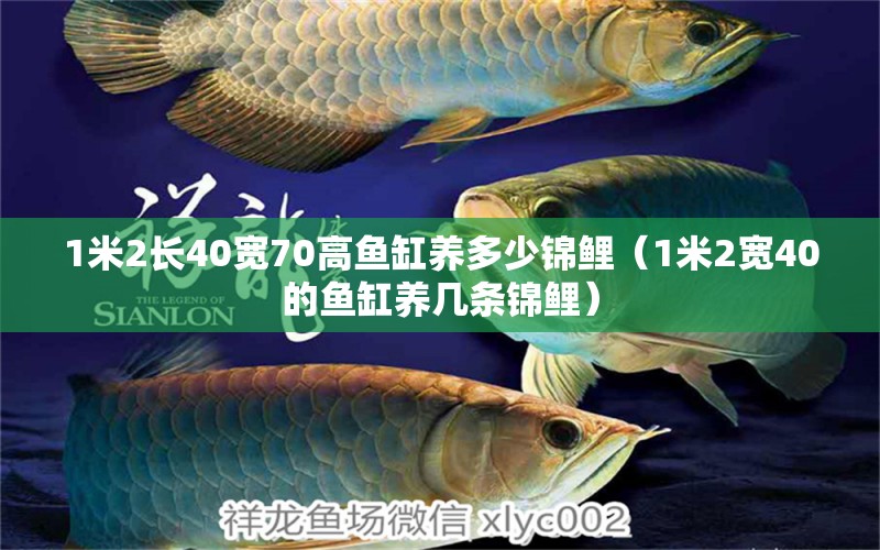 1米2长40宽70高鱼缸养多少锦鲤（1米2宽40的鱼缸养几条锦鲤） 鱼缸百科