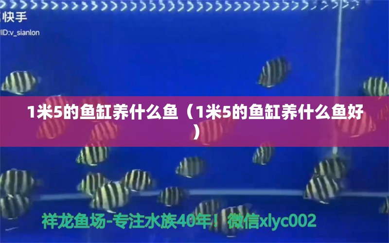 1米5的鱼缸养什么鱼（1米5的鱼缸养什么鱼好） 鱼缸百科