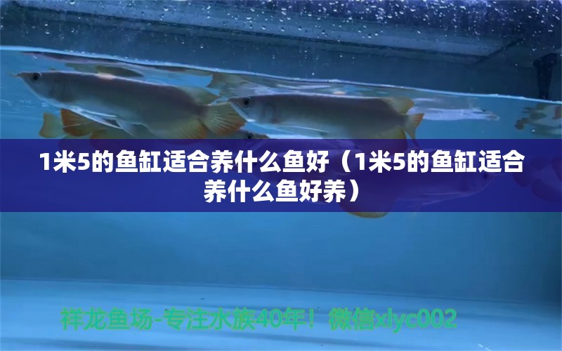 1米5的鱼缸适合养什么鱼好（1米5的鱼缸适合养什么鱼好养）