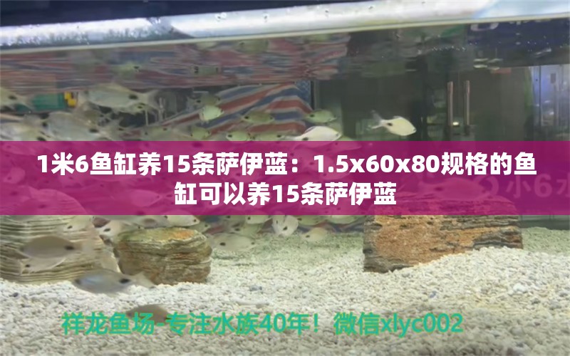 1米6鱼缸养15条萨伊蓝：1.5x60x80规格的鱼缸可以养15条萨伊蓝