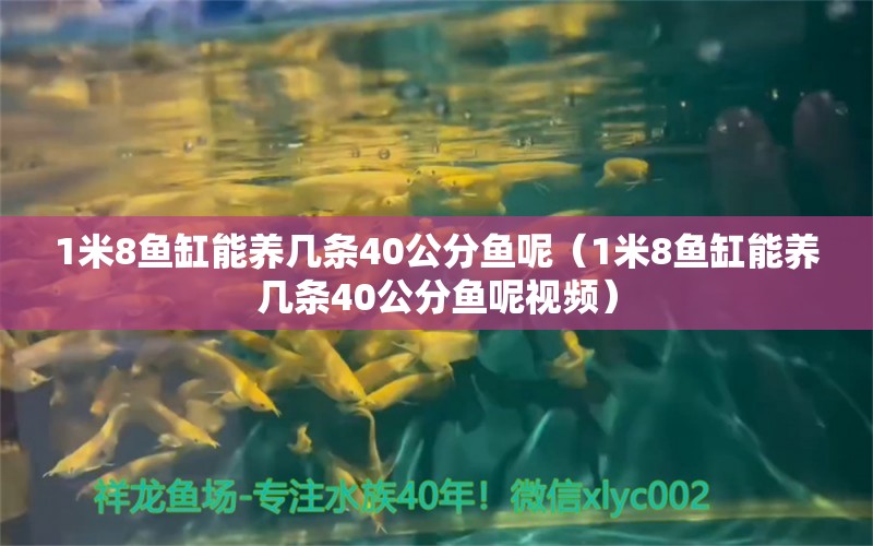 1米8鱼缸能养几条40公分鱼呢（1米8鱼缸能养几条40公分鱼呢视频）