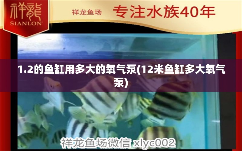 1.2的鱼缸用多大的氧气泵(12米鱼缸多大氧气泵) 斑马鸭嘴鱼 第1张