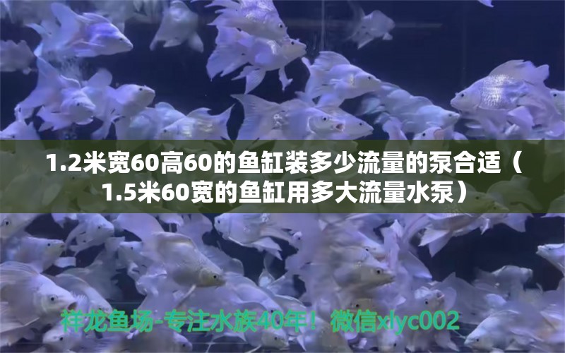 1.2米宽60高60的鱼缸装多少流量的泵合适（1.5米60宽的鱼缸用多大流量水泵） 鱼缸百科