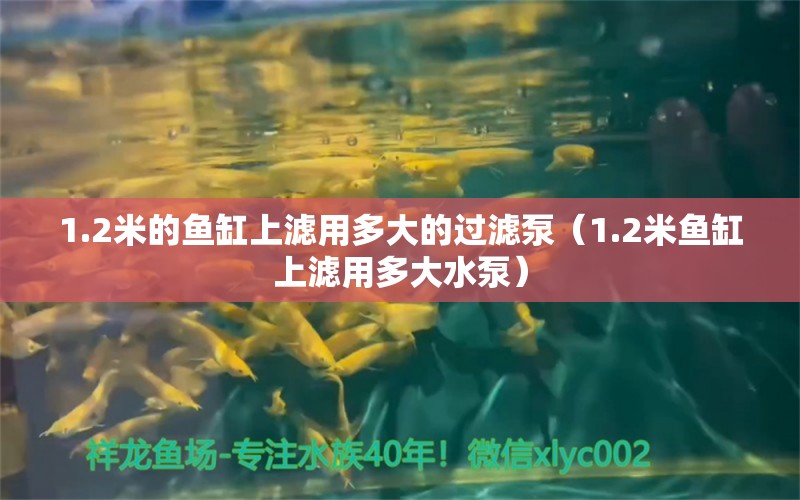 1.2米的鱼缸上滤用多大的过滤泵（1.2米鱼缸上滤用多大水泵） 其他品牌鱼缸