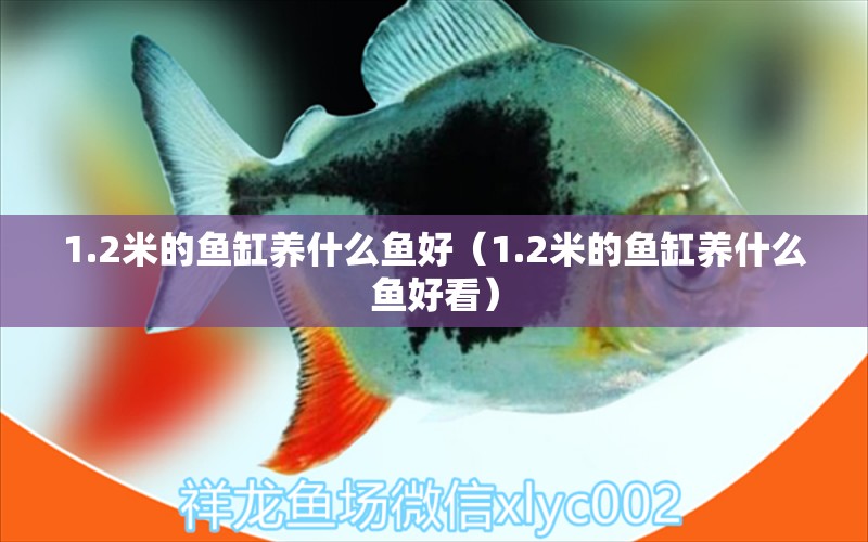 1.2米的鱼缸养什么鱼好（1.2米的鱼缸养什么鱼好看）