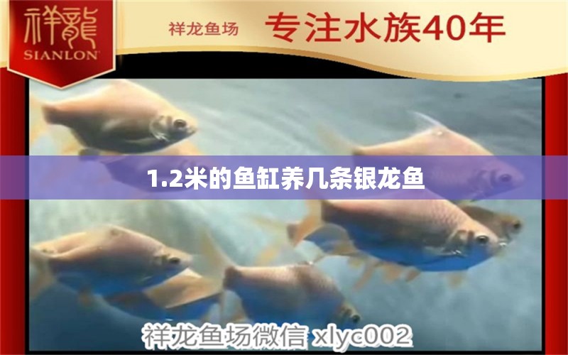 1.2米的鱼缸养几条银龙鱼 水族问答 第2张