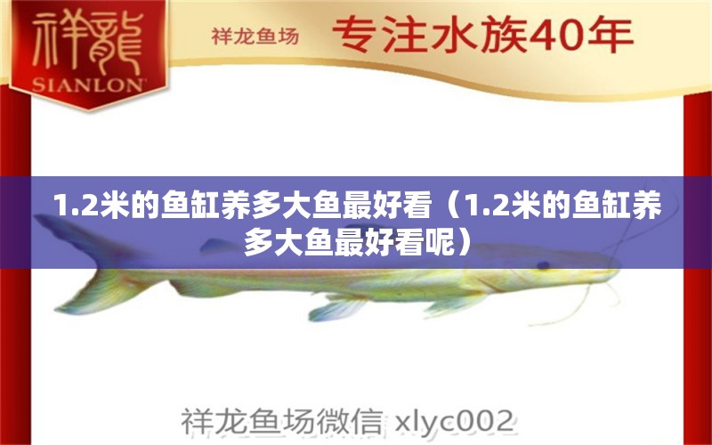 1.2米的鱼缸养多大鱼最好看（1.2米的鱼缸养多大鱼最好看呢） 鱼缸百科