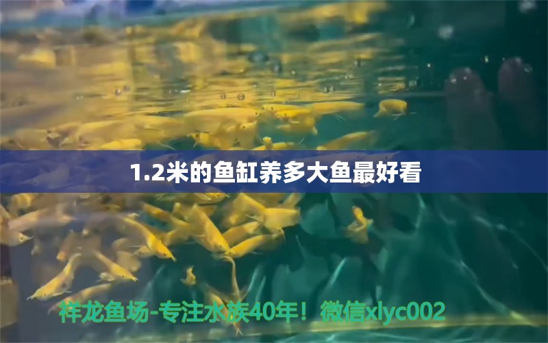 1.2米的鱼缸养多大鱼最好看 鱼缸百科 第2张