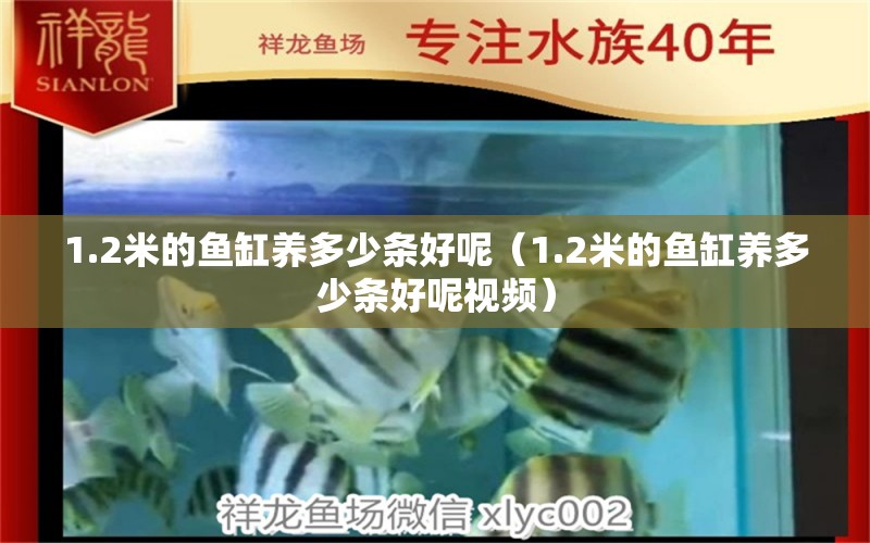 1.2米的鱼缸养多少条好呢（1.2米的鱼缸养多少条好呢视频） 其他品牌鱼缸