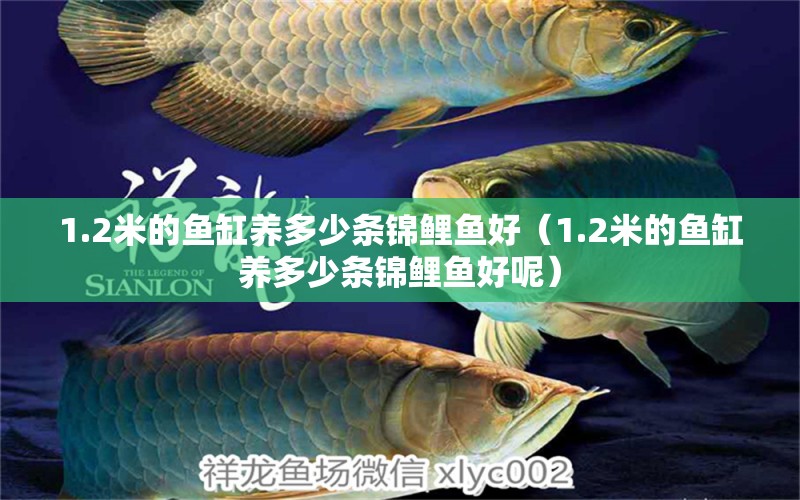 1.2米的鱼缸养多少条锦鲤鱼好（1.2米的鱼缸养多少条锦鲤鱼好呢） 其他品牌鱼缸