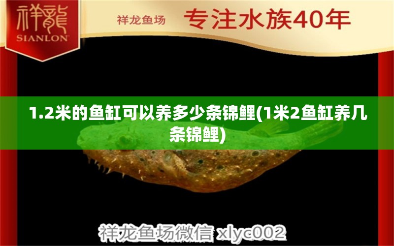 1.2米的鱼缸可以养多少条锦鲤(1米2鱼缸养几条锦鲤) 绿皮皇冠豹鱼