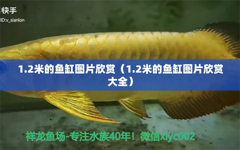 1.2米的鱼缸图片欣赏（1.2米的鱼缸图片欣赏大全） 祥龙水族医院