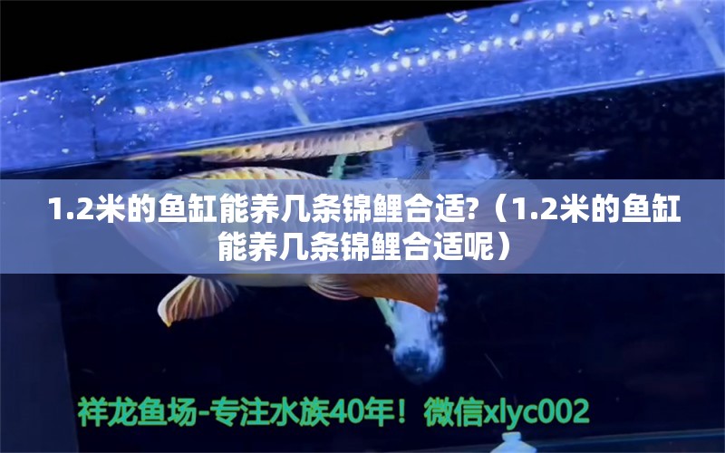 1.2米的鱼缸能养几条锦鲤合适?（1.2米的鱼缸能养几条锦鲤合适呢） 鱼缸百科