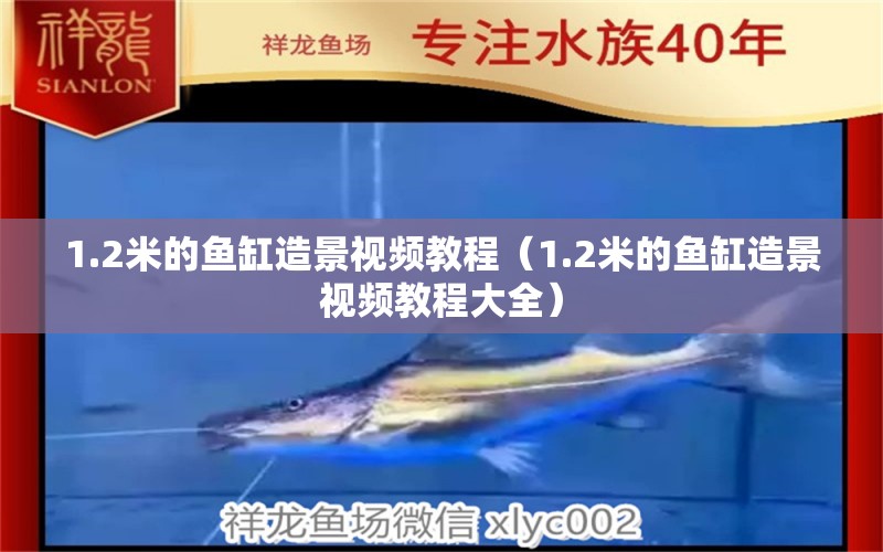 1.2米的鱼缸造景视频教程（1.2米的鱼缸造景视频教程大全） 其他品牌鱼缸