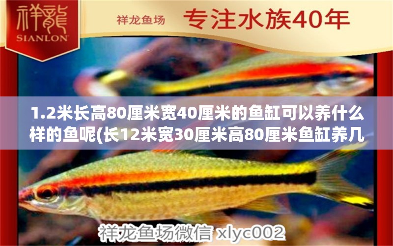 1.2米长高80厘米宽40厘米的鱼缸可以养什么样的鱼呢(长12米宽30厘米高80厘米鱼缸养几条地图鱼) 红魔王银版鱼 第1张