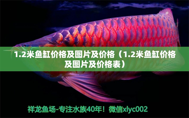 1.2米鱼缸价格及图片及价格（1.2米鱼缸价格及图片及价格表） 黑帝王魟鱼