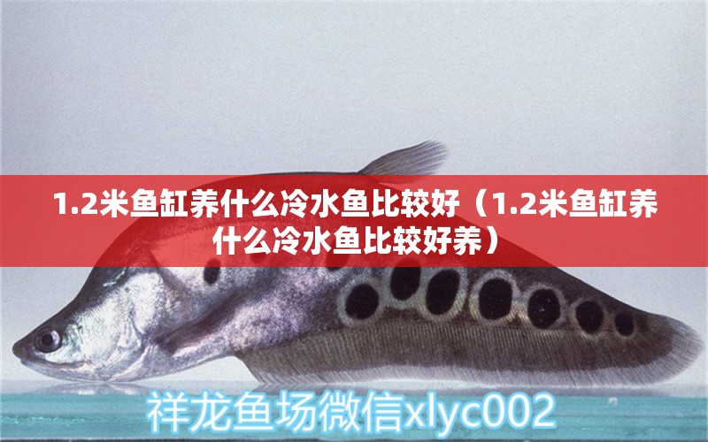 1.2米鱼缸养什么冷水鱼比较好（1.2米鱼缸养什么冷水鱼比较好养） 其他品牌鱼缸