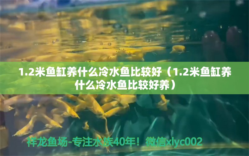 1.2米鱼缸养什么冷水鱼比较好（1.2米鱼缸养什么冷水鱼比较好养） 其他品牌鱼缸