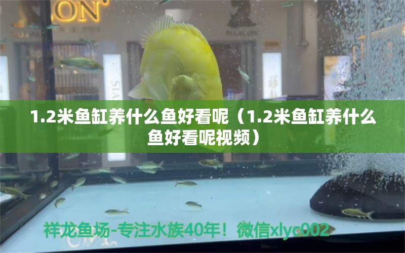 1.2米鱼缸养什么鱼好看呢（1.2米鱼缸养什么鱼好看呢视频） 鱼缸百科