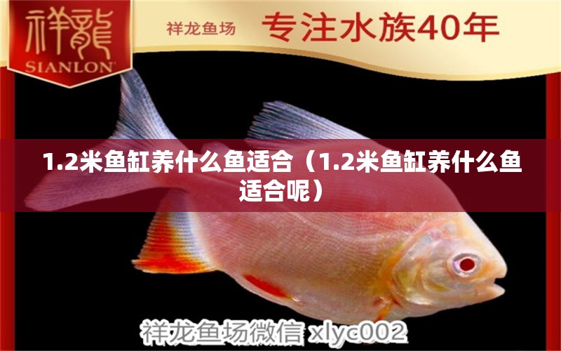 1.2米鱼缸养什么鱼适合（1.2米鱼缸养什么鱼适合呢） 其他品牌鱼缸