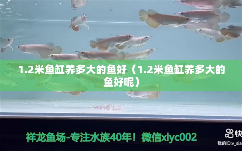 1.2米鱼缸养多大的鱼好（1.2米鱼缸养多大的鱼好呢）