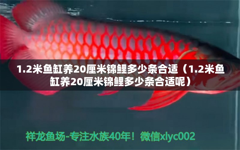 1.2米鱼缸养20厘米锦鲤多少条合适（1.2米鱼缸养20厘米锦鲤多少条合适呢）