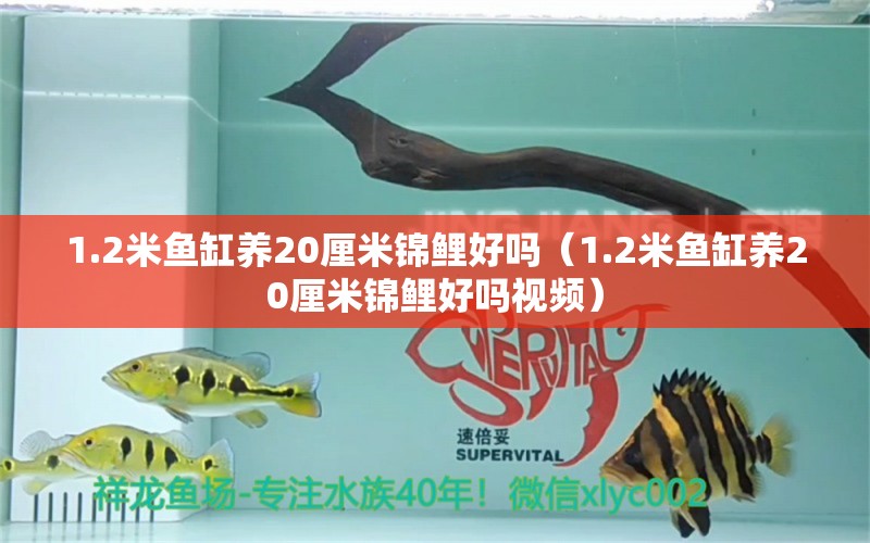 1.2米鱼缸养20厘米锦鲤好吗（1.2米鱼缸养20厘米锦鲤好吗视频） 鱼缸百科