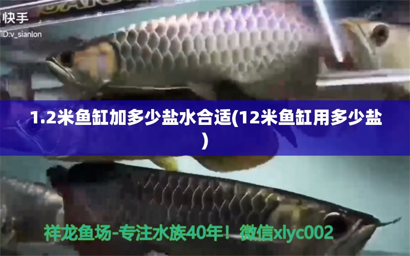 1.2米鱼缸加多少盐水合适(12米鱼缸用多少盐) 皇冠黑白魟鱼 第1张