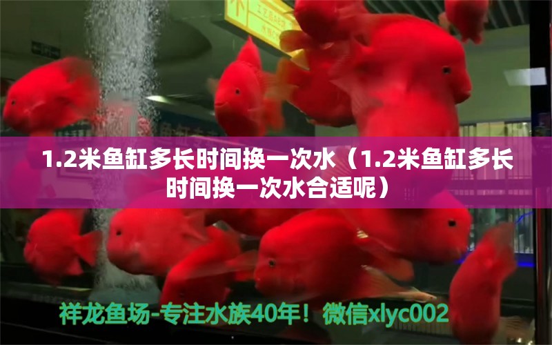 1.2米鱼缸多长时间换一次水（1.2米鱼缸多长时间换一次水合适呢）