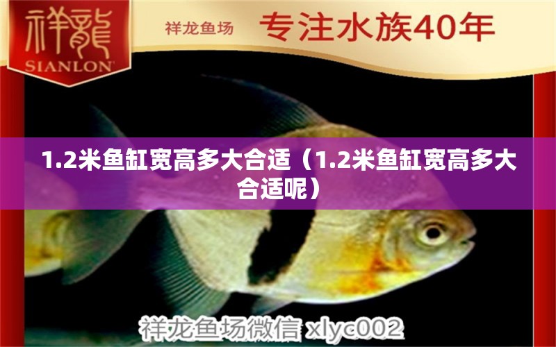 1.2米鱼缸宽高多大合适（1.2米鱼缸宽高多大合适呢） 鱼缸百科