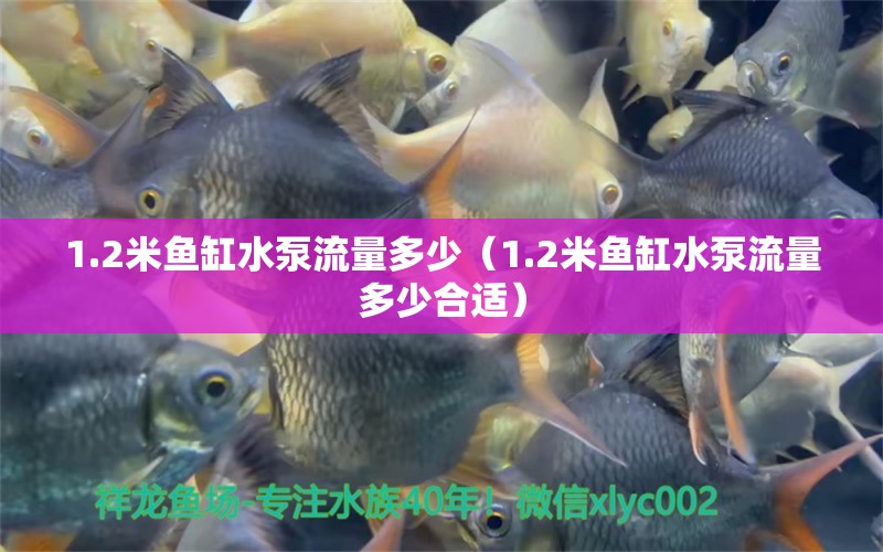 1.2米鱼缸水泵流量多少（1.2米鱼缸水泵流量多少合适） 鱼缸水泵